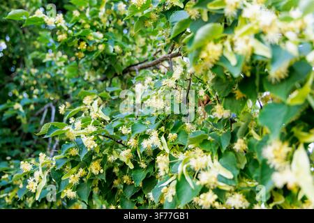 Nahaufnahme von aromatischen gelben Lindenblüten, die während des Sommers an grünen belaubten Zweigen hängen Stockfoto