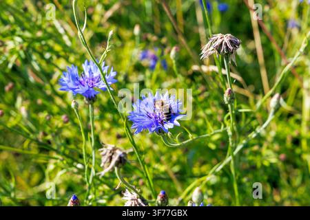Einzige Biene, die an einer leuchtend blauen Kornblume füttert, die auf einer sonnigen Wiese auf dem Land blüht. Stockfoto