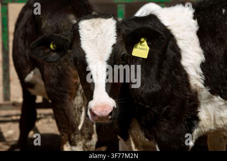 Ein Foto einer jungen weißen Kuh mit schwarzen Flecken vor dem Hintergrund einer Kuhherde. Das Thema Tierhaltung und Landwirtschaft Stockfoto
