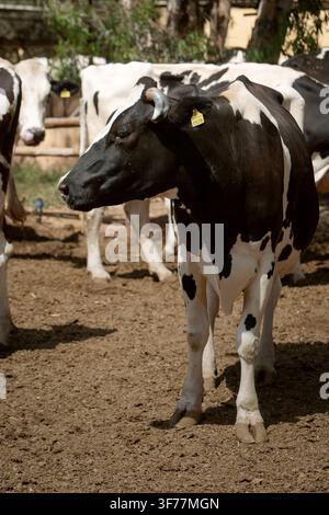 Ein Foto einer jungen weißen Kuh mit schwarzen Flecken vor dem Hintergrund einer Kuhherde. Das Thema Tierhaltung und Landwirtschaft Stockfoto