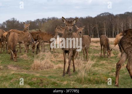 Eine Herde Rotwild grast im Richmond Park in London, einem historischen Ort, der von Karl I. im 17. Jahrhundert als königlicher Wildpark angelegt wurde. Stockfoto