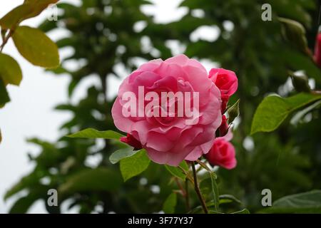 Nahaufnahme von lebhaften rosa Rosenblüten und zarten Blütenknospen, die in einem grünen Garten blühen. Stockfoto