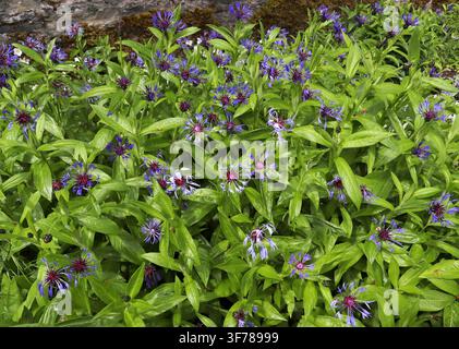 Berg-Scharfe, Ausdauernde Scharfe, Berg-Kratzdistel, Berg-Scharfblume oder Ausdauernder Jungfernschopf, Centaurea montana, Asteraceae. Europa. Stockfoto