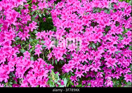 Eine horizontale Fotografie eines dichten, blühenden Azaleenbusches, der während der Frühlingssaison vollständig mit lebendigen, hellrosa Blüten und üppigen grünen Blättern bedeckt ist. Stockfoto