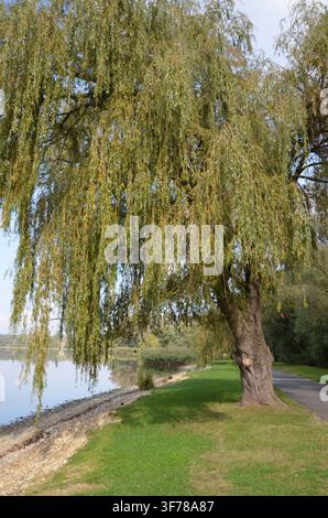 Große Trauerweide neben einem Seeweg am Ufer des Alten Sees in Tata, Ungarn... Stockfoto