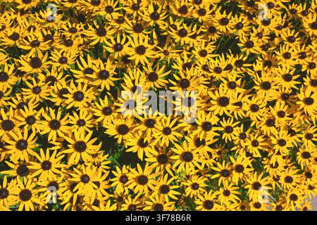 Helle gelbe Blüten von Rudbeckia fulgida, Little Goldstar Stockfoto
