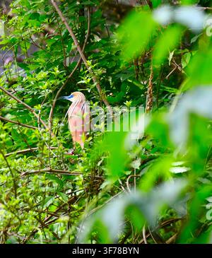 Ein horizontaler Foto eines Squacco-Habichts mit bufffarbenem Gefieder und einer Haube, teilweise versteckt zwischen dichten grünen Büschen, Blättern und einem moosbewachsenen Baumstamm in einer natürlichen Sumpfwiese oder Waldumgebung. Stockfoto