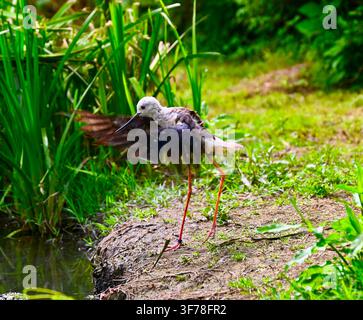 Ein horizontaler Fotoaufnahme eines schwarzflügeligen Stelzenläufers mit langen rosa Beinen, einem schlanken Schnabel und gemustertem Gefieder, der seine Flügel an einem schlammigen Flussufer nahe üppigem grünem Gras und Schilf ausbreitet. Stockfoto