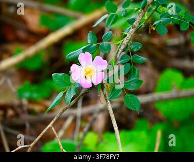 Ein horizontales Foto, das eine zarte rosa Wildrose mit einem hellen gelben Zentrum zeigt, umgeben von kleinen grünen Blättern an einem dünnen Ast vor einem verschwommenen natürlichen Hintergrund. Stockfoto