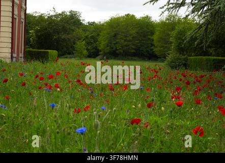 Blühendes Feld mit roten Mohnblumen und blauen Kornblumen auf einer Sommerwiese. Stockfoto