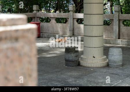 Verwaiste Katze ruht auf Steinpflaster in städtischem Gebiet. Stockfoto
