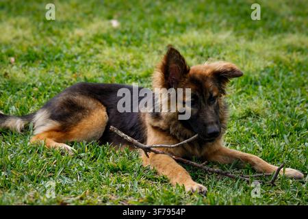 Deutscher Schäferhund-Welpe spielt im Hinterhof Stockfoto
