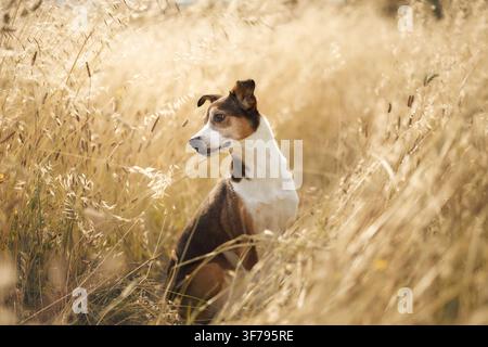 Ruhiger Hund sitzt im Profil umgeben von hohem trockenem Gras auf einer warmen Wiese auf dem Land. Friedliches Outdoor-Porträt erinnert an Sommerreisen, Entspannung und Stockfoto