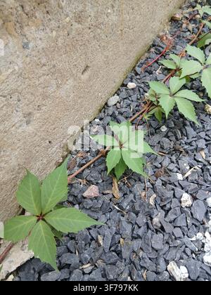 Grüne Blätter von Parthenocissus inserta, die nahe einer Betonwand und grauem Kies wachsen. Dickblättrige Parthenocissus oder falsche Virginiacreiper. Stockfoto