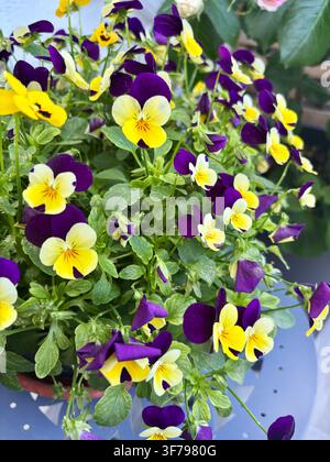 Lebendige blühende Topf-Stiefmütterchen. Vertritt das Konzept der Frühlingserneuerung, natürlichen Vitalität, Frische und fröhlicher Inspiration für die Hausgartengärtnerei. Stockfoto