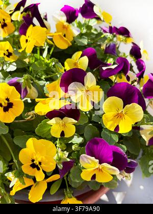 Lebendige blühende Topf-Stiefmütterchen. Vertritt das Konzept der Frühlingserneuerung, natürlichen Vitalität, Frische und fröhlicher Inspiration für die Hausgartengärtnerei. Stockfoto