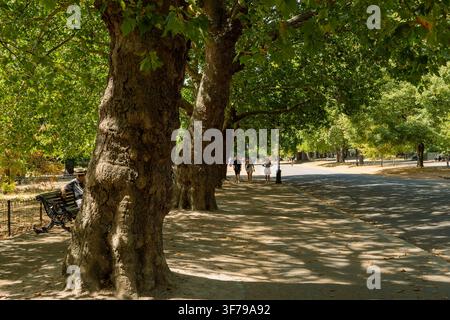 LONDON, UK - 08. AUGUST 2026: Reihe reifer Londoner Platanen, die entlang eines Fußweges im Hyde Park an einem sonnigen Sommertag Schatten spenden. Stockfoto