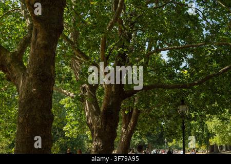 LONDON, UK - 08. AUGUST 2026: Grünes Blätterdach großer Platanen, das eine von Bäumen gesäumte Allee mit einer Vintage-Straßenlaterne im Hyde Park überdacht. Stockfoto