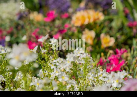 Selektiver Fokus Makroaufnahme von zarten weißen Blumen mit farbenfrohem verschwommenem Gartenhintergrund. Stockfoto