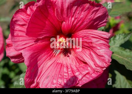 Nahaufnahme einer großen magentafarbenen Hibiskusblüte mit detaillierten Blütenblättern, Staubfäden und gelbem Pollen sowie grünem Laub im Hintergrund in London, UK. Stockfoto