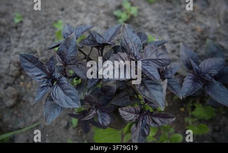 Lila Basilikumpflanzen, die in Gartenerde wachsen, Nahaufnahme von frischen aromatischen Kräutern. Stockfoto