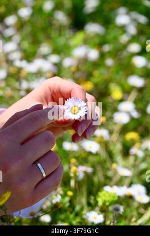 Ein vertikales Foto, das eine Nahaufnahme von Händen zeigt, die sanft eine kleine weiße Gänseblümchenblüte mit gelbem Zentrum halten, vor einem verschwommenen Hintergrund einer grünen Wiese, die mit blühenden Gänseblümchen und Wildblumen gefüllt ist. Stockfoto