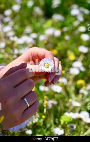 Ein vertikales Foto, das eine Nahaufnahme von Händen zeigt, die sanft eine kleine weiße Gänseblümchenblüte mit gelbem Zentrum halten, vor einem verschwommenen Hintergrund einer grünen Wiese, die mit blühenden Gänseblümchen und Wildblumen gefüllt ist. Stockfoto