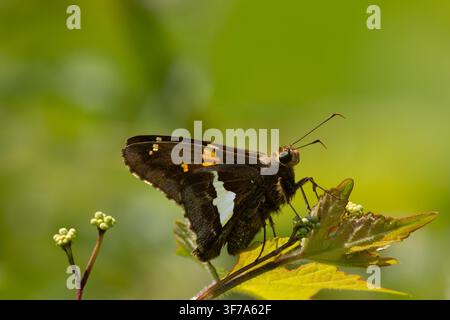 Silberfleck-Skipperfalter (Epargyreus clarus) sitzt auf grünen Blättern und zeigt Makrodetails. Stockfoto