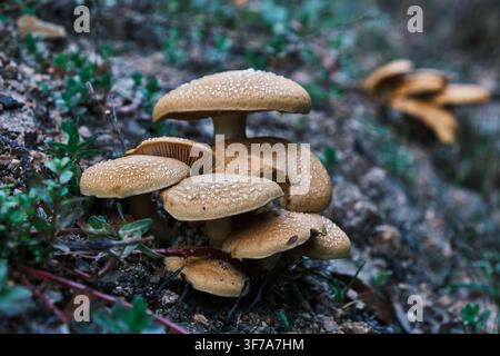 Büschel wilder brauner Pilze mit Tautropfen, die auf dem Waldboden wachsen Stockfoto