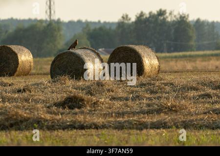 Runde Heuballen auf einem abgeernteten Feld mit einem Vogel, der während der goldenen Stunde auf einem Ballen sitzt Stockfoto