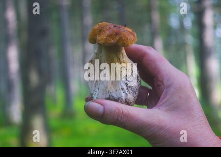 Eine Hand hält sanft einen goldbraunen Porcini-Pilz, dessen dicker weißer Stiel im gefleckten Sonnenlicht schimmert, das durch das Waldlaub dringt. Die Stockfoto
