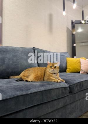 Ingwerkatze entspannt sich auf einem Sofa zu Hause. Ingwerkatze sitzt drinnen auf einem kleinen Tisch zu Hause Stockfoto