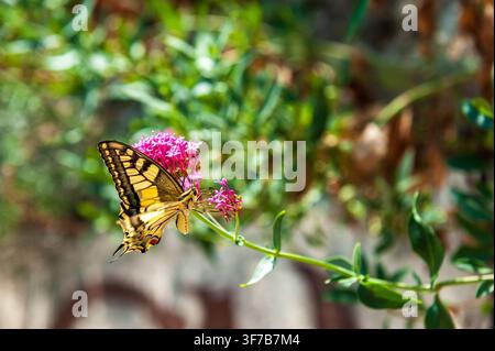 Nahaufnahme eines Schwalbenschwanzes aus der alten Welt - Papilio Machaon - in der französischen provence, nahe der Stadt Cotignac. Stockfoto