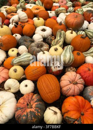 Eine Vielzahl von Kürbissen, Kürbisgewächsen und Flaschenkürbissen in Orange, Weiß und Grün, die gemeinsam auf einem Herbstmarkt oder Kürbisfeld ausgestellt sind. Stockfoto