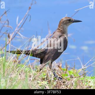 Weibchen der Bootsschwanz-Dohle (Quiscalus major) ist ein häufiges Mitglied der Blackbird-Familie Icteridae. Sie ist häufig im Süden der USA und an der Ostküste wi Stockfoto