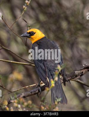 Männlicher Gelbkopf-Schwarzmilan (Xanthocephalus xanthocephalus) sitzt zwischen Feuchtwaldsträuchern im Klamath Basin, Kalifornien. Stockfoto