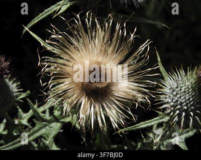 Nahaufnahme einer Golddistel (Carlina vulgaris) vor dunklem Hintergrund, Huettchopf, Toesstal, Kanton Zürich, Schweiz Stockfoto