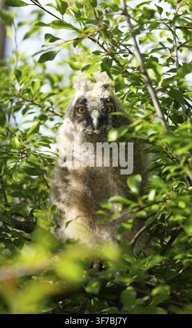 Ein Eulenküken sitzt versteckt in einem Baum und beobachtet seine Umgebung, Langohriges Käuzchen (Asio otus), junger Vogel, der versteckt in einem Baum sitzt, Aestlinge, Meck Stockfoto