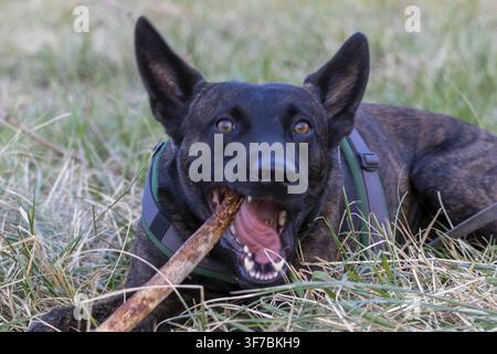 Ein Porträt des Belgischen Malinois (Belgischen Schäferhundes). Dieser athletische und fleißige Hund wirkt wachsam und konzentriert. Die Bilder enthalten Nahaufnahmen von der Stockfoto