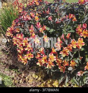 Inka-Lilie (Alstroemeria 'Indian Summer', Frankreich) Stockfoto