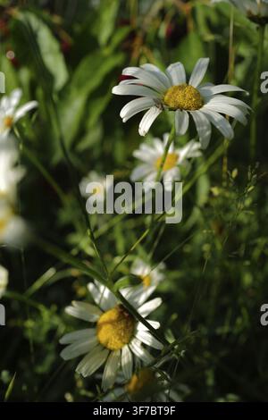 Oxaugen-Tagetes (Leucanthemum vulgare) auf einer Wiese an einem schönen Sommertag. Coburg, Deutschland Stockfoto