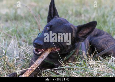 Ein Porträt des Belgischen Malinois (Belgischen Schäferhundes). Dieser athletische und fleißige Hund wirkt wachsam und konzentriert. Die Bilder enthalten Nahaufnahmen von der Stockfoto