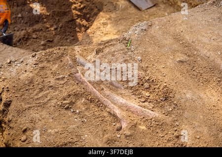 Wissenschaftliche Feldstudie, die einen versteinerten Gliedknochen zeigt, der tief in trockener brauner Erde vergraben ist Stockfoto