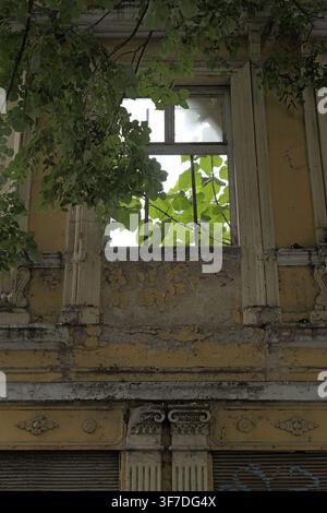 Alte gelbe Wand mit abblätternder Farbe und architektonischen Details umrahmt ein verfallenes Fenster, durch das grüne Blätter und Äste wachsen, symbolisierend Stockfoto