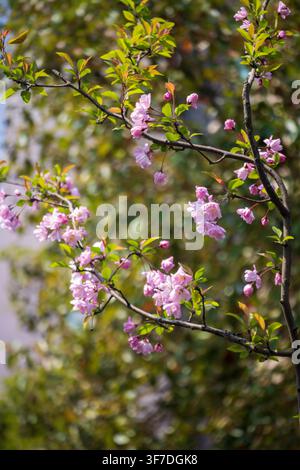 Eine Nahaufnahme, die dichte Büschel lebendiger rosa Hall-Hainbuumenblüten zeigt, die vertikal in einem malerischen botanischen Garten blühen. Stockfoto