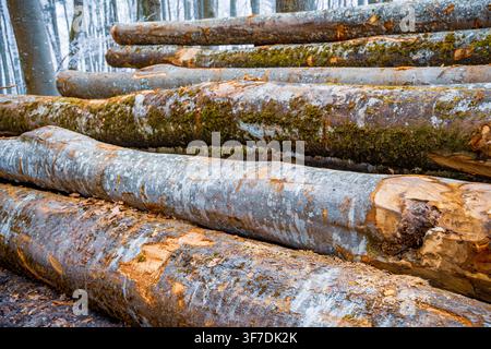 Ein Haufen geernteter Holzstämme in einem Winterwald Stockfoto