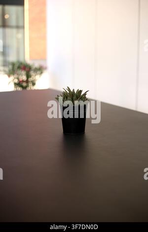 Kleine Sukkulente in einem eleganten schwarzen Topf, der auf einem dunklen Tisch steht, perfekt für Innendesign, Wohnraumdekoration oder Büroraum-Bilder Stockfoto