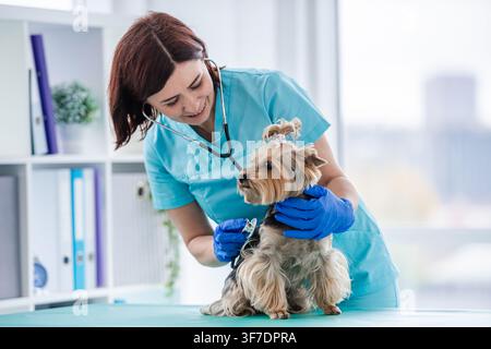 Freundlicher Tierarzt überprüft die Gesundheit eines kleinen Hundes in der Tierklinik während eines Tagesbesuchs. Stockfoto