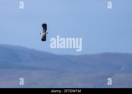 Tauchente im Flug, South Uist, Outer Hebrides, Schottland Stockfoto