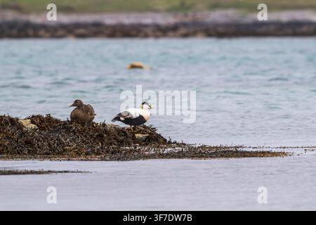 Paar Eiderenten im Naturschutzgebiet Balranald, North Uist, Outer Hebrides, Schottland Stockfoto